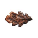 Notting Hill [NHK-144-AC] Solid Pewter Cabinet Knob - Oak Leaf - Antique Copper Finish - 2 1/4" W